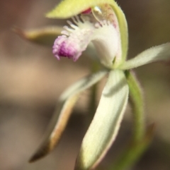 Caladenia ustulata (Brown Caps) at Gungahlin, ACT - 27 Sep 2015 by AaronClausen