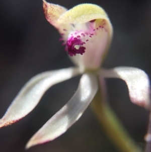 Caladenia ustulata at Gungahlin, ACT - 27 Sep 2015