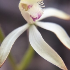 Caladenia ustulata (Brown Caps) at Gungahlin, ACT - 26 Sep 2015 by AaronClausen