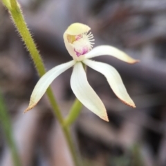 Caladenia ustulata at Gungahlin, ACT - 27 Sep 2015