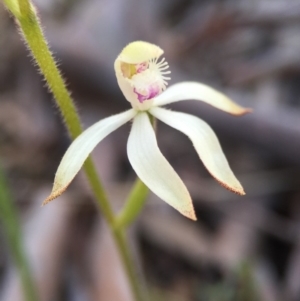 Caladenia ustulata at Gungahlin, ACT - 27 Sep 2015