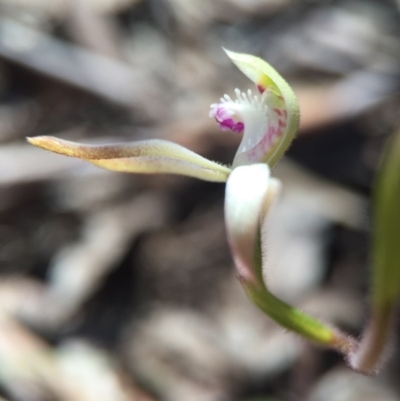 Caladenia ustulata (Brown Caps) at Gungahlin, ACT - 26 Sep 2015 by AaronClausen