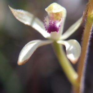 Caladenia ustulata at Gungahlin, ACT - 27 Sep 2015