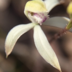 Caladenia ustulata at Gungahlin, ACT - 27 Sep 2015