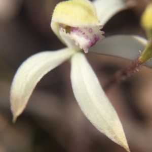 Caladenia ustulata at Gungahlin, ACT - 27 Sep 2015