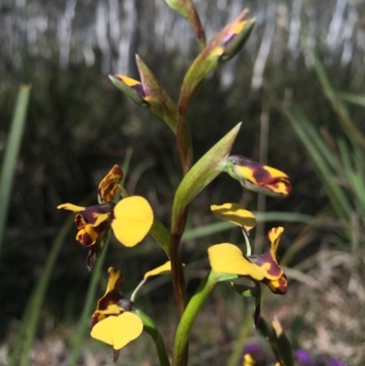 Diuris pardina (Leopard Doubletail) at Gungahlin, ACT - 27 Sep 2015 by AaronClausen