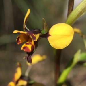 Diuris pardina at Gungahlin, ACT - suppressed