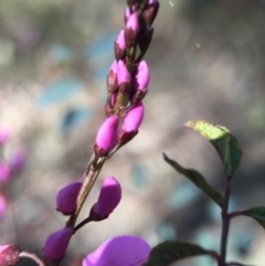 Indigofera australis subsp. australis (Australian Indigo) at Gungahlin, ACT - 27 Sep 2015 by AaronClausen