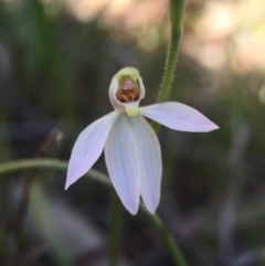 Caladenia carnea (Pink Fingers) at Gungahlin, ACT - 27 Sep 2015 by AaronClausen