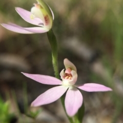 Caladenia carnea at Gungahlin, ACT - 27 Sep 2015