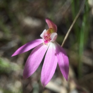 Caladenia carnea at Gungahlin, ACT - suppressed