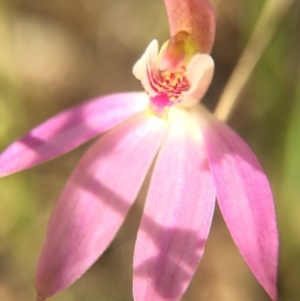 Caladenia carnea at Gungahlin, ACT - suppressed