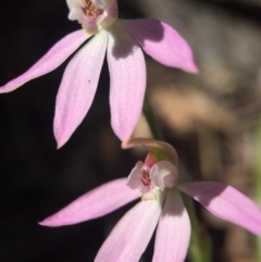 Caladenia carnea (Pink Fingers) at Gungahlin, ACT - 27 Sep 2015 by AaronClausen