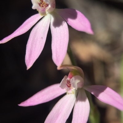 Caladenia carnea (Pink Fingers) at Gungahlin, ACT - 27 Sep 2015 by AaronClausen