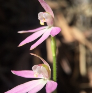 Caladenia carnea at Gungahlin, ACT - 27 Sep 2015