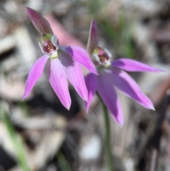 Caladenia carnea (Pink Fingers) at Gungahlin, ACT - 27 Sep 2015 by AaronClausen