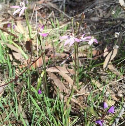 Caladenia carnea (Pink Fingers) at Gungahlin, ACT - 27 Sep 2015 by AaronClausen