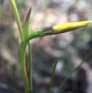 Diuris chryseopsis at Gungahlin, ACT - suppressed