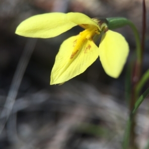 Diuris chryseopsis at Gungahlin, ACT - 27 Sep 2015