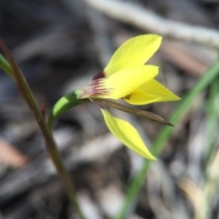 Diuris chryseopsis at Gungahlin, ACT - 27 Sep 2015