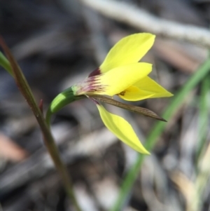 Diuris chryseopsis at Gungahlin, ACT - 27 Sep 2015