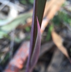Thelymitra (Genus) (Sun Orchid) at Gungahlin, ACT - 27 Sep 2015 by AaronClausen