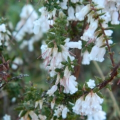 Styphelia fletcheri subsp. brevisepala (Twin Flower Beard-Heath) at Fadden, ACT - 27 Sep 2015 by ArcherCallaway