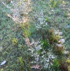 Styphelia fletcheri subsp. brevisepala at Fadden, ACT - 27 Sep 2015