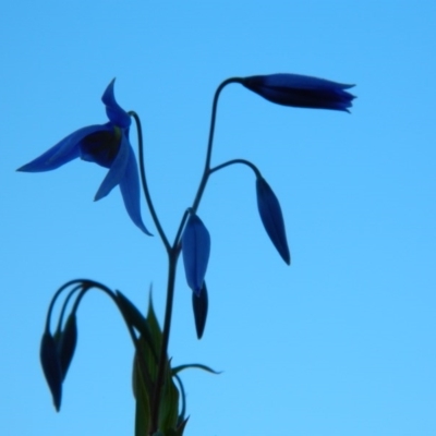 Stypandra glauca (Nodding Blue Lily) at Wanniassa Hill - 26 Sep 2015 by RyuCallaway