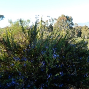 Stypandra glauca at Fadden, ACT - 27 Sep 2015 07:16 AM