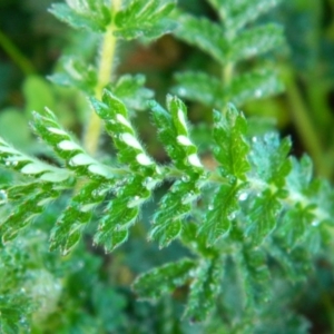 Acaena echinata at Wanniassa Hill - 27 Sep 2015