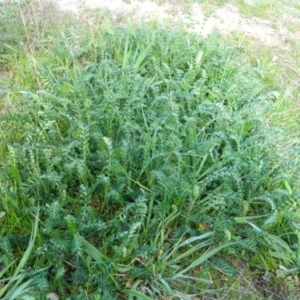 Acaena echinata at Wanniassa Hill - 27 Sep 2015