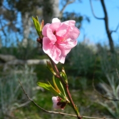 Prunus persica (Peach, Nectarine) at Fadden, ACT - 26 Sep 2015 by RyuCallaway