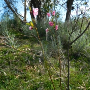 Prunus persica at Fadden, ACT - 27 Sep 2015