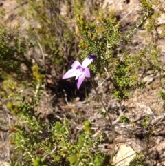 Glossodia major (Wax Lip Orchid) at Namadgi National Park - 27 Sep 2015 by BethanyDunne