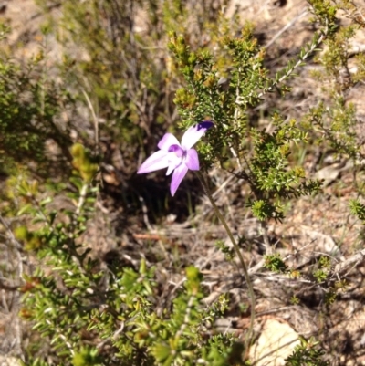 Glossodia major (Wax Lip Orchid) at Namadgi National Park - 27 Sep 2015 by BethanyDunne