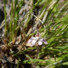 Caladenia fuscata (Dusky Fingers) at Bruce, ACT - 27 Sep 2015 by MichaelMulvaney