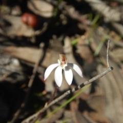 Caladenia fuscata (Dusky Fingers) at Bruce, ACT - 27 Sep 2015 by MichaelMulvaney