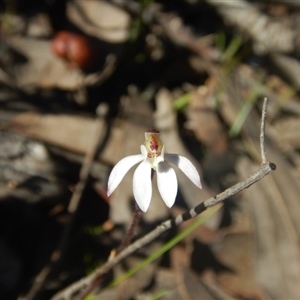 Caladenia fuscata at Point 455 - 27 Sep 2015