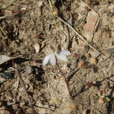 Caladenia fuscata (Dusky Fingers) at Gossan Hill - 27 Sep 2015 by MichaelMulvaney