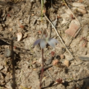 Caladenia fuscata at Point 455 - 27 Sep 2015