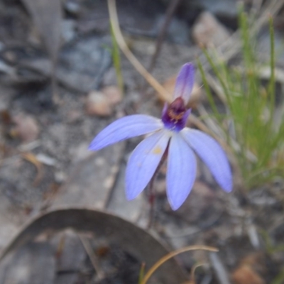 Cyanicula caerulea (Blue Fingers, Blue Fairies) at Bruce, ACT - 27 Sep 2015 by MichaelMulvaney