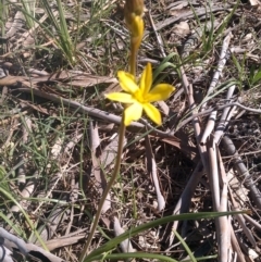 Bulbine bulbosa at Bullen Range - 27 Sep 2015 by RobynHall