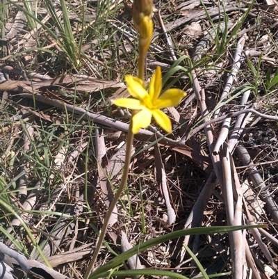 Bulbine bulbosa at Bullen Range - 27 Sep 2015 by RobynHall