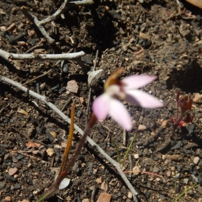 Caladenia fuscata (Dusky Fingers) at Gossan Hill - 27 Sep 2015 by MichaelMulvaney