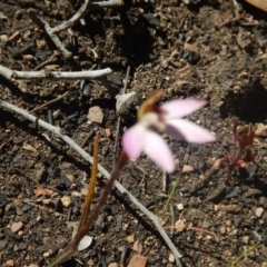 Caladenia fuscata (Dusky fingers) at Point 604 - 27 Sep 2015 by MichaelMulvaney