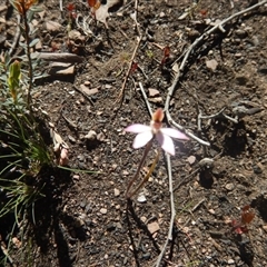 Caladenia fuscata at Point 604 - 27 Sep 2015