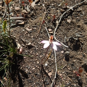 Caladenia fuscata at Point 604 - 27 Sep 2015