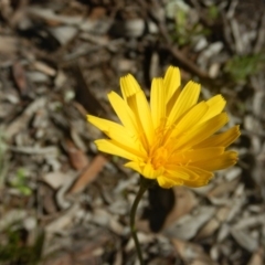 Microseris walteri (Yam Daisy, Murnong) at Bruce, ACT - 27 Sep 2015 by MichaelMulvaney