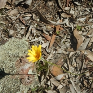 Microseris walteri at Point 751 - 27 Sep 2015